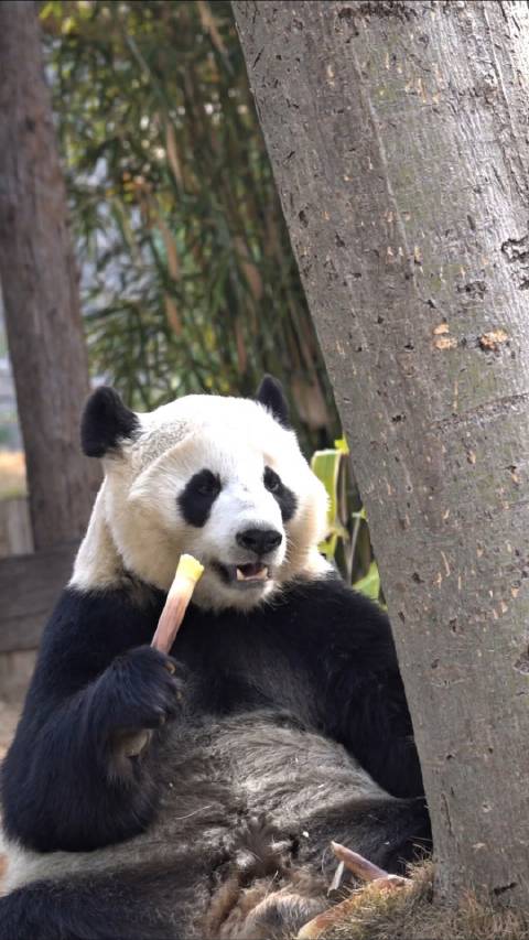 ブランドバッグの偽物を見分ける方法は？ - 加奈ショップ